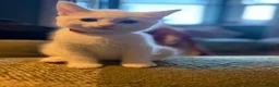 RagaMuffin cats for sale: Raggamuffin x kitten  - Advert 5