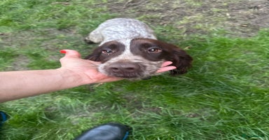 Cocker Spaniel dogs 2 kc cocker spaniels for sale 1 female one male  - Advert 4