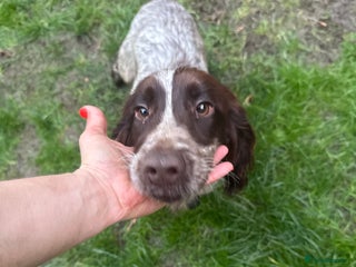Cocker Spaniel dogs 2 kc cocker spaniels for sale 1 female one male - Advert 12