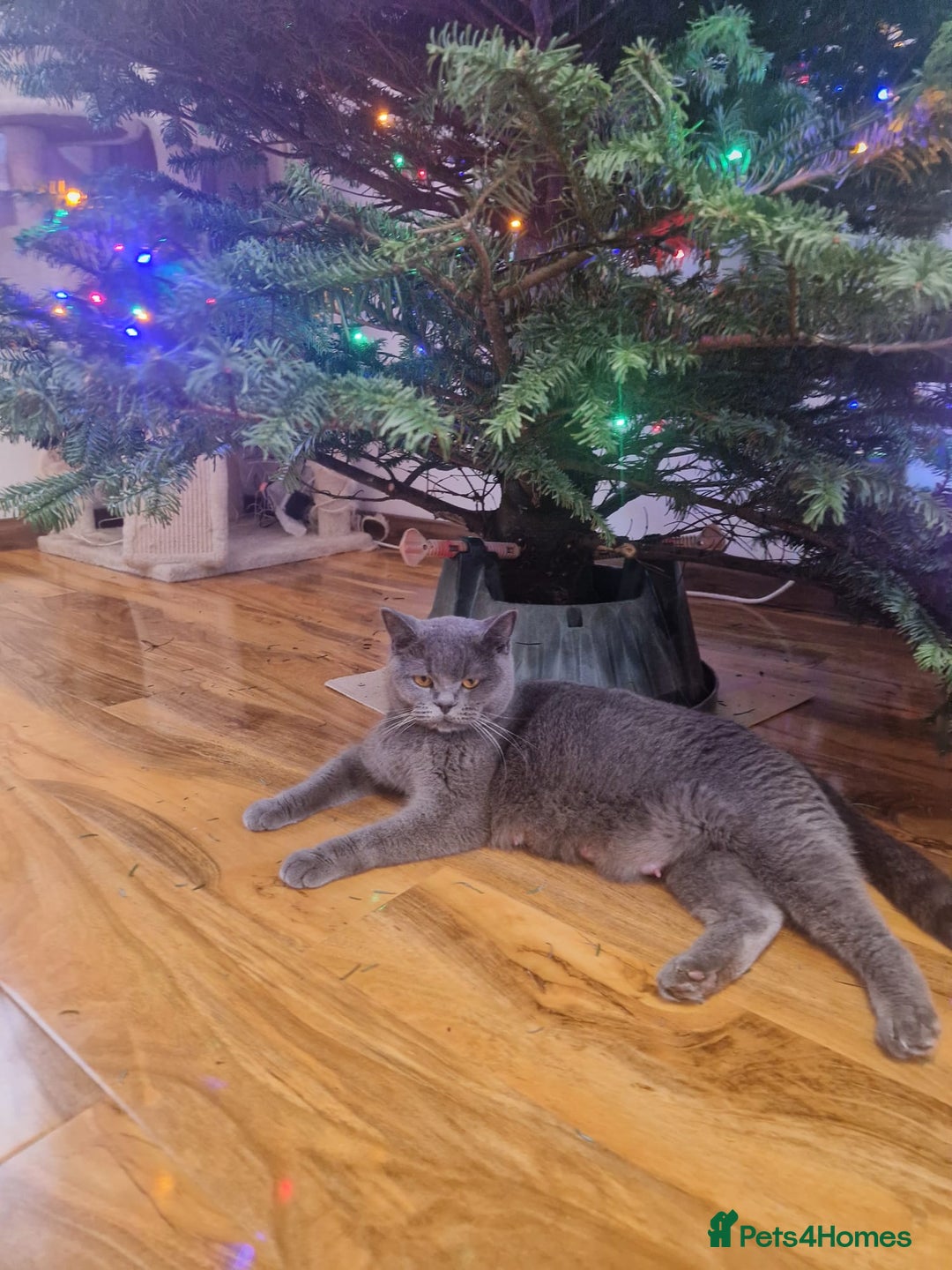 British Shorthair cats for sale: British Shorthair Kittens Blue and Lilac. - Advert 2