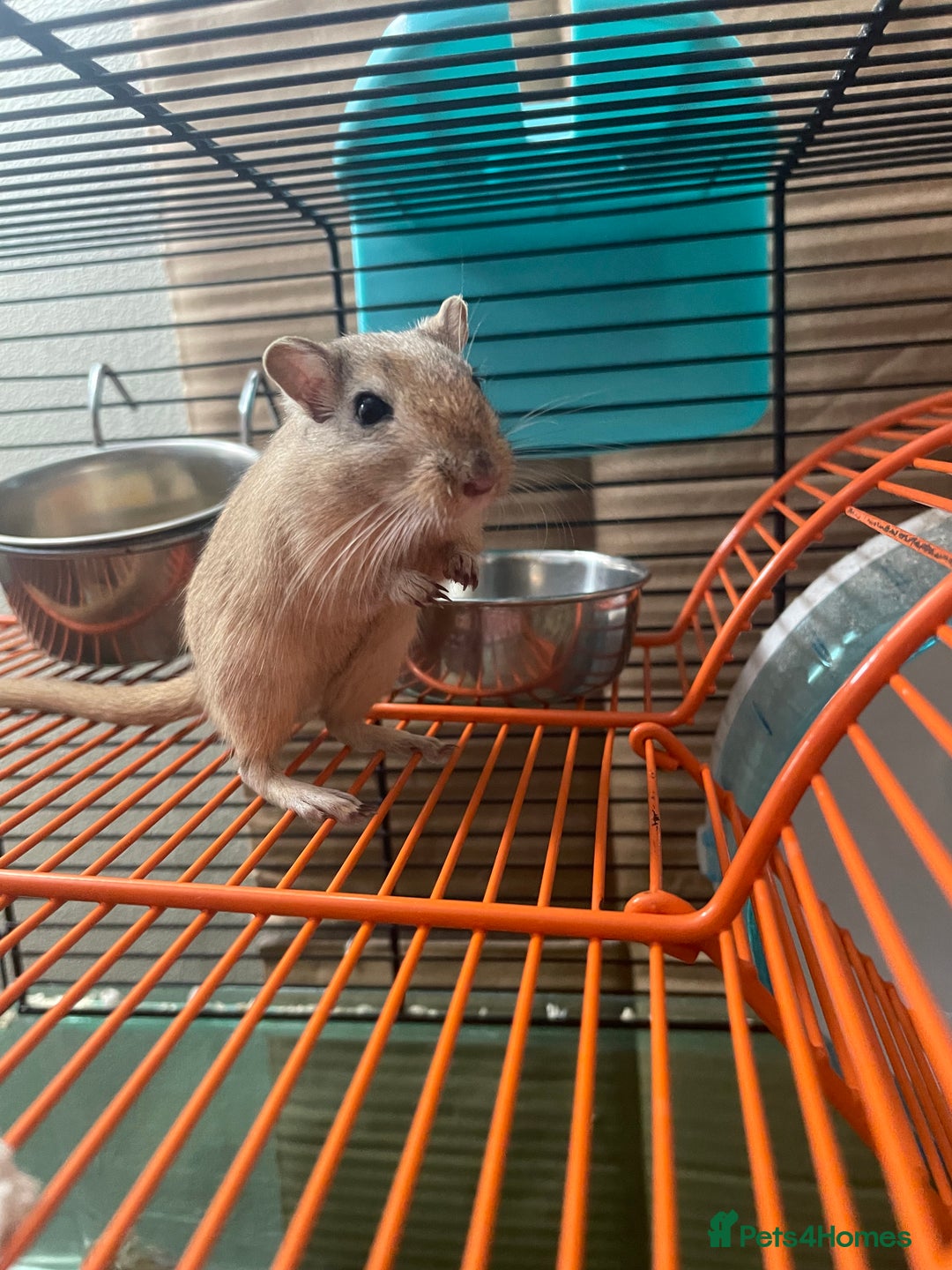 Gerbil rodents for sale: Whiskey and Bourbon male gerbils + set up/supplies - Image 3