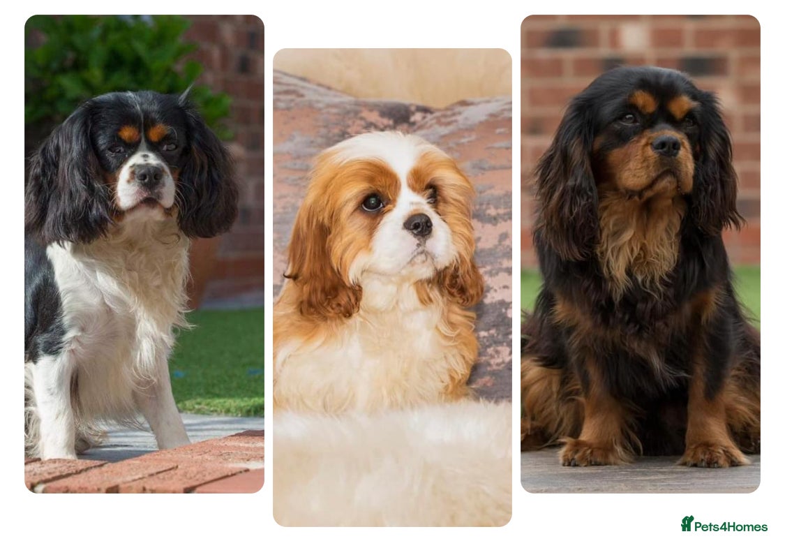 Cavalier King Charles Spaniel dogs Donnajays , Licensed, Professional stud service in Stafford - Advert 21