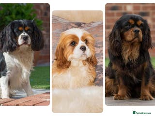 Cavalier King Charles Spaniel dogs Donnajays , Licensed, Professional stud service in Stafford - Advert 1