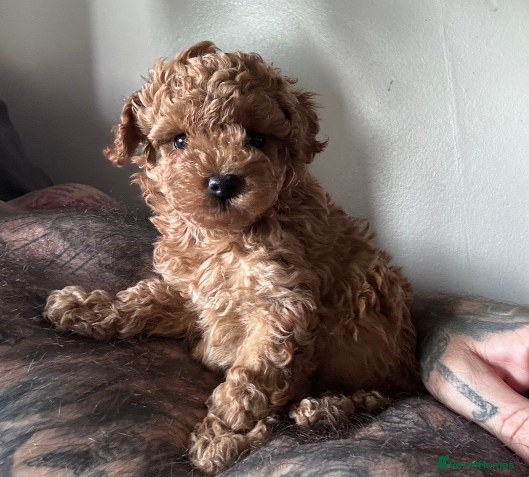 Maltipoo dogs Maltipoo pups lovely colours - Advert 1