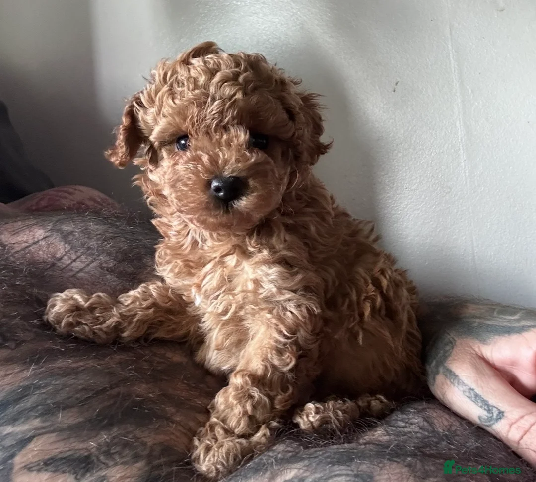 Maltipoo dogs for sale: Toy Maltipoo pups lovely red ready, last pup now - Advert 2