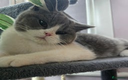 British Shorthair cats for sale: Beautiful British Shorthair female 🥰 - Image 1
