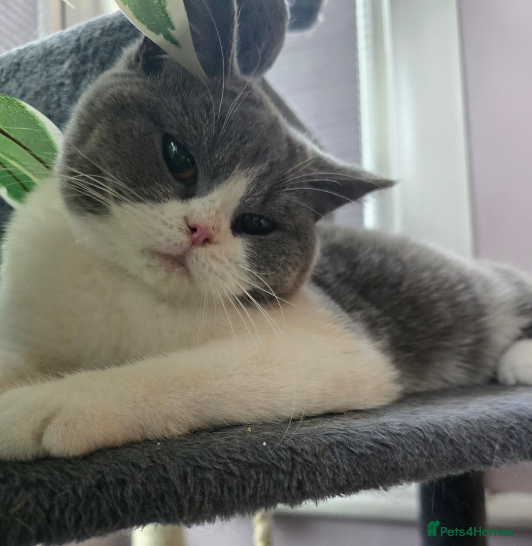 British Shorthair cats for sale: Beautiful British Shorthair female 🥰 - Image 1