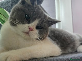 British Shorthair cats - Advert 15