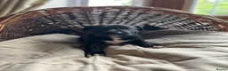 Mixed Breed dogs for sale: Rhodesian Ridgeback X Canaan Dog Puppies  - Advert 17