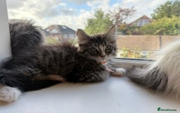Mixed Breed cats for sale: Adorable Ragdoll and Norwegian Forest Kittens - Image 20
