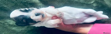 Shih Tzu 3