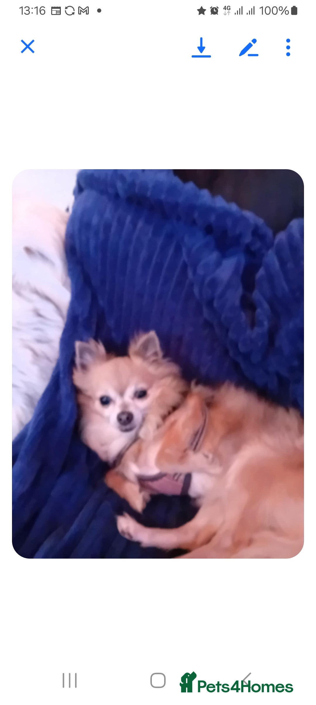 Chihuahua dogs for sale: CHIHUAHUA  - Image 2