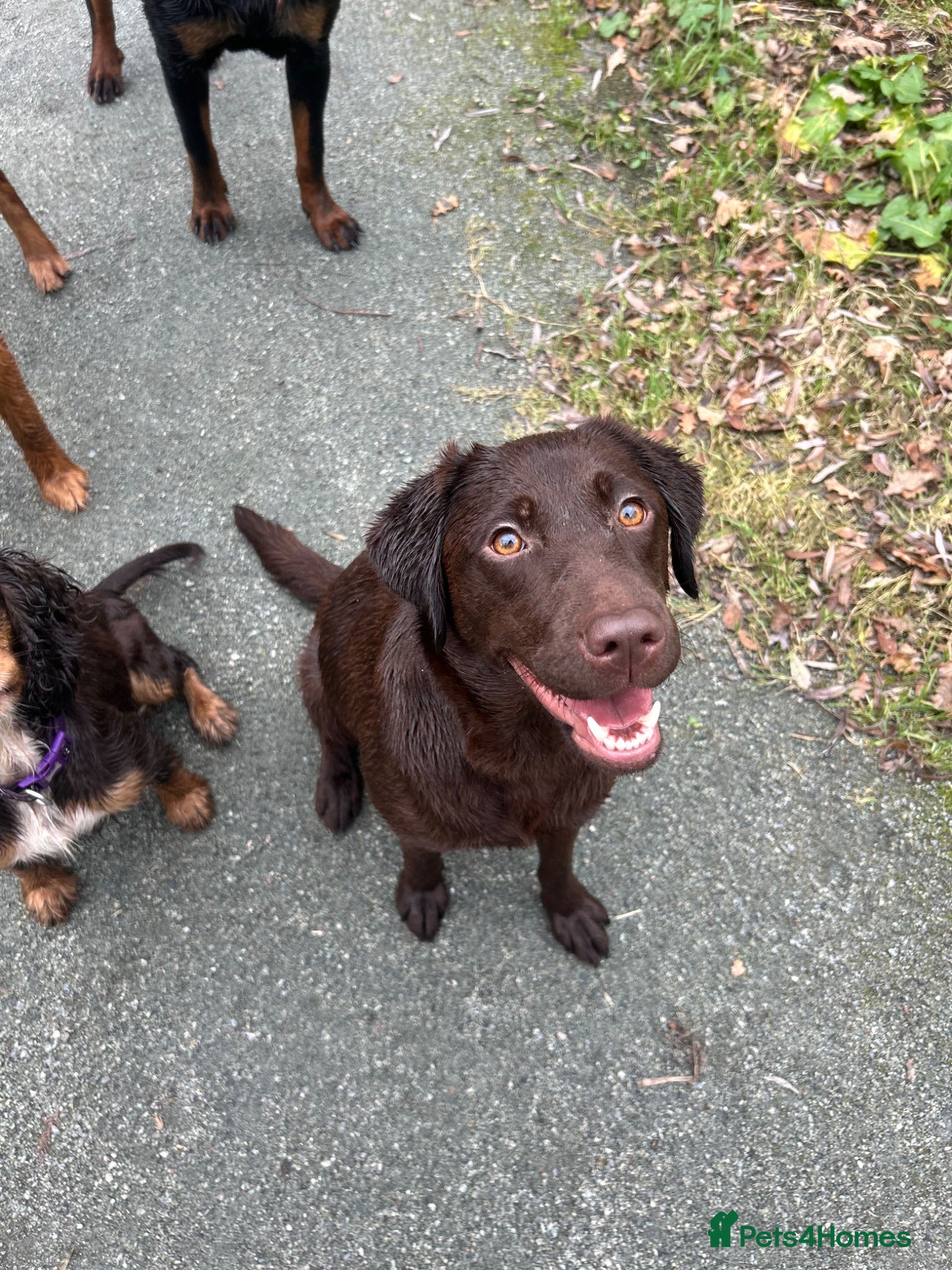 Labrador Retriever dogs Beautiful KC Chocolate Labs - Advert 1