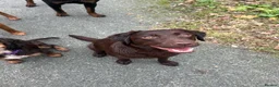 Labrador Retriever dogs for sale: Beautiful KC Chocolate Labs - Advert 1