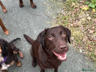 Labrador Retriever dogs Beautiful KC Chocolate Labs - Advert 2