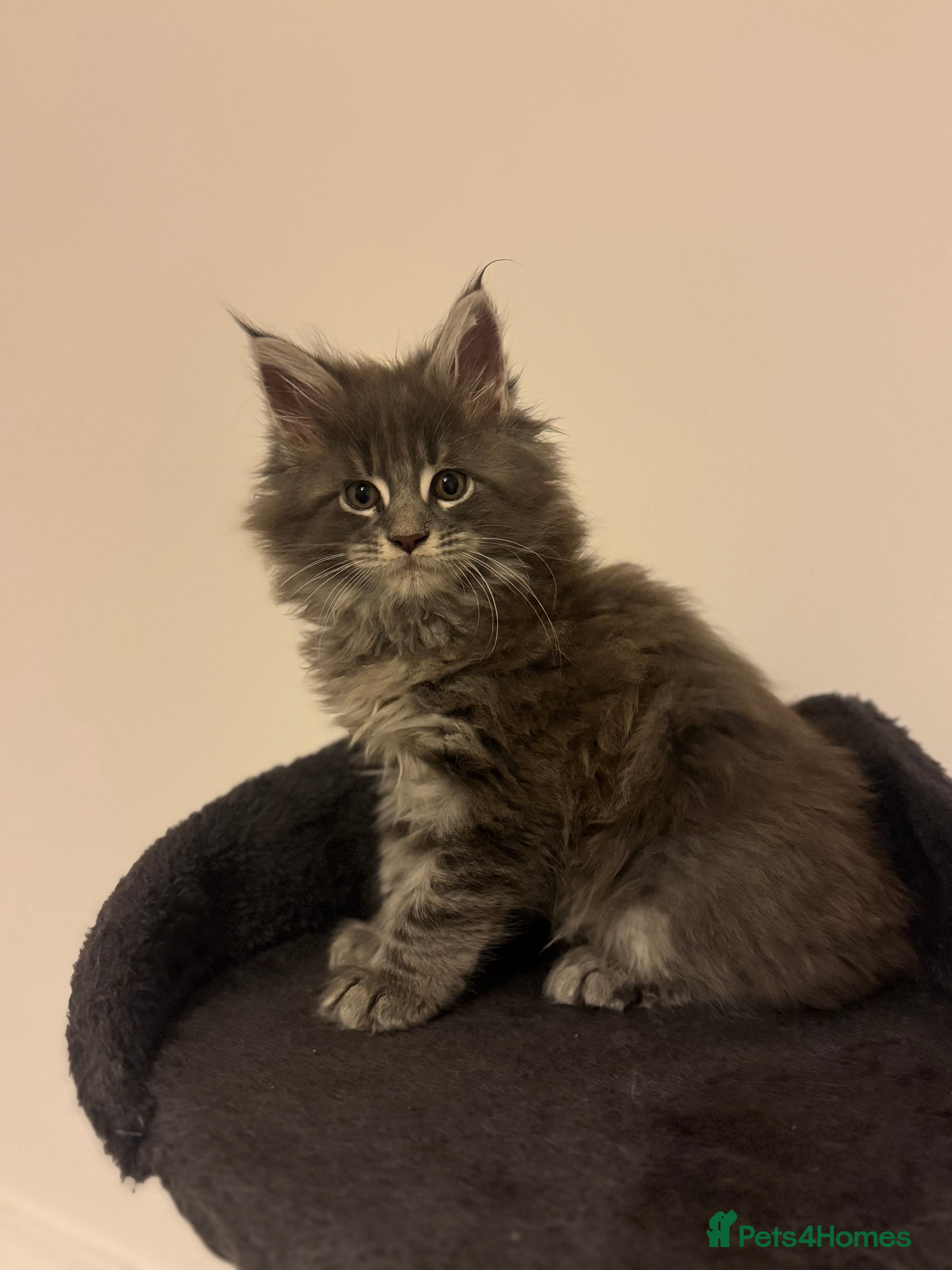 Maine Coon cats Maine Coon TICA registered✨ - Advert 18