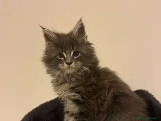 Maine Coon cats Maine Coon TICA registered✨ - Advert 18