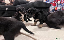 Mixed Breed dogs for sale: border collie cross poodle (bordoodle) - Image 8