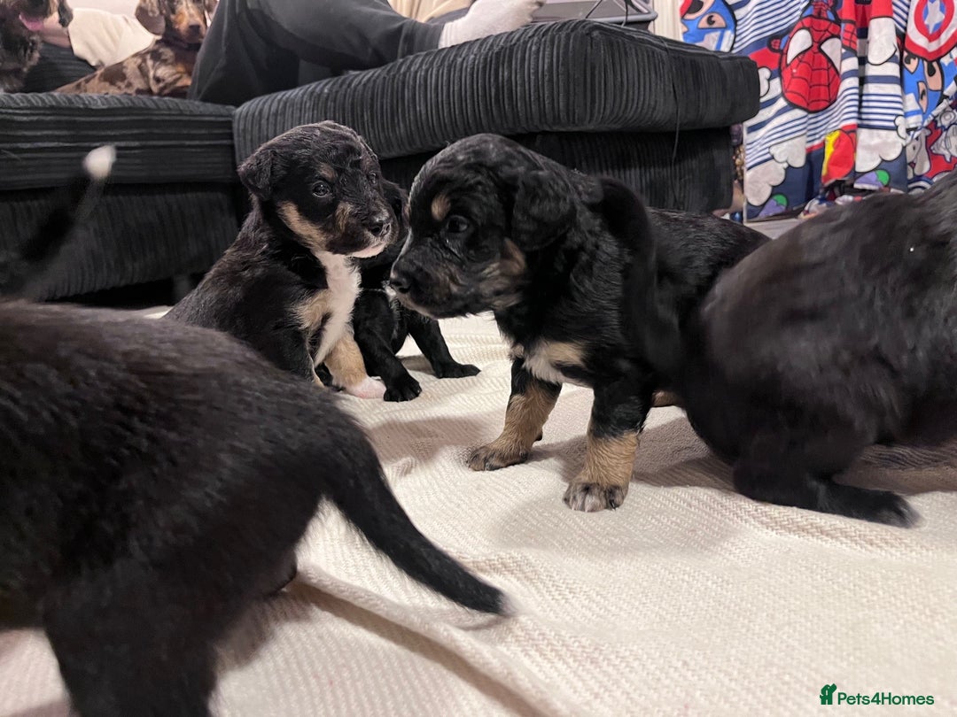 Mixed Breed dogs for sale: border collie cross poodle (bordoodle) - Image 8