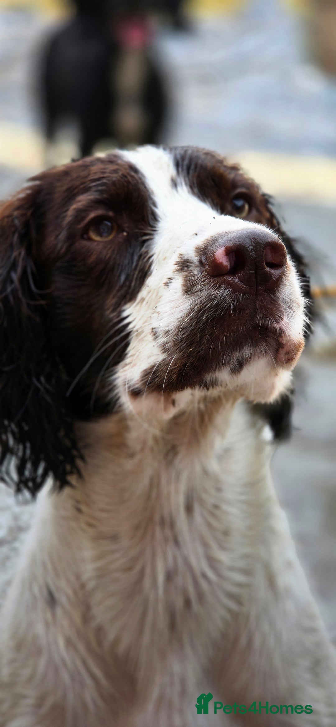 Sprocker dogs for stud: Sprocker Ralph - Advert 5