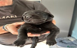 Mixed Breed dogs for sale: Rottweiler cross Labrador *READY TO VIEW* in Oxted - Image 30