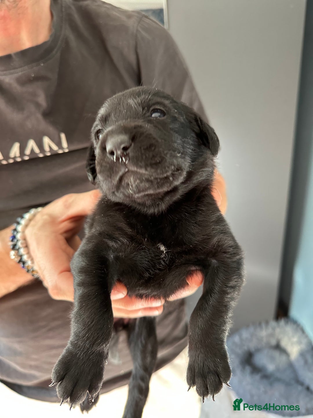 Mixed Breed dogs for sale: Rottweiler cross Labrador *READY TO VIEW* in Oxted - Image 30