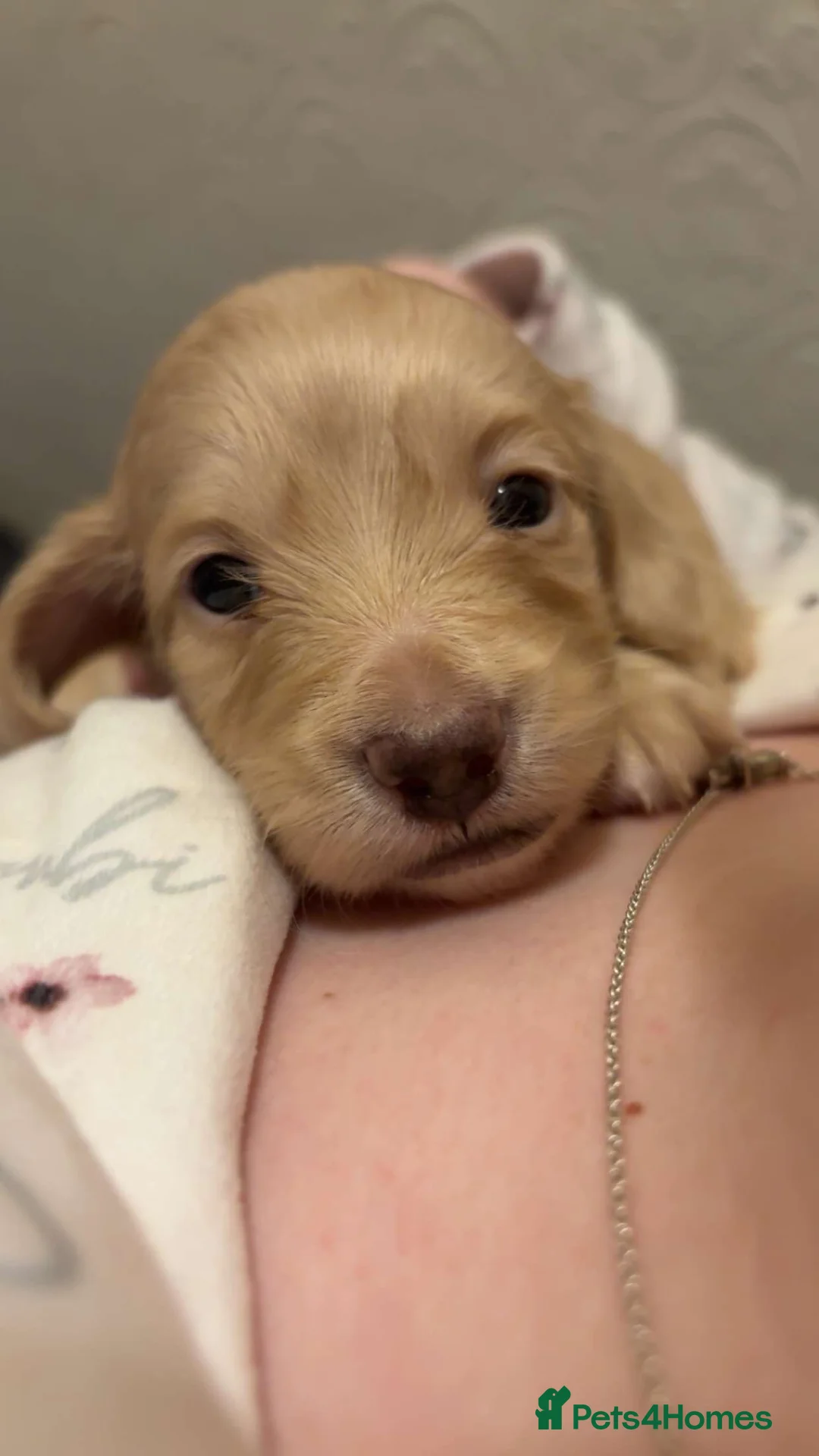 Miniature Dachshund dogs for sale: KC Registered Longhaired Miniature Dachshund Pups - Advert 1