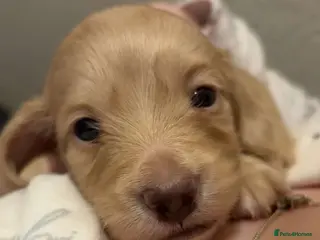 Miniature Dachshund dogs Longhaired Cream Miniature Dachshund Puppies in Southampton - Advert 2