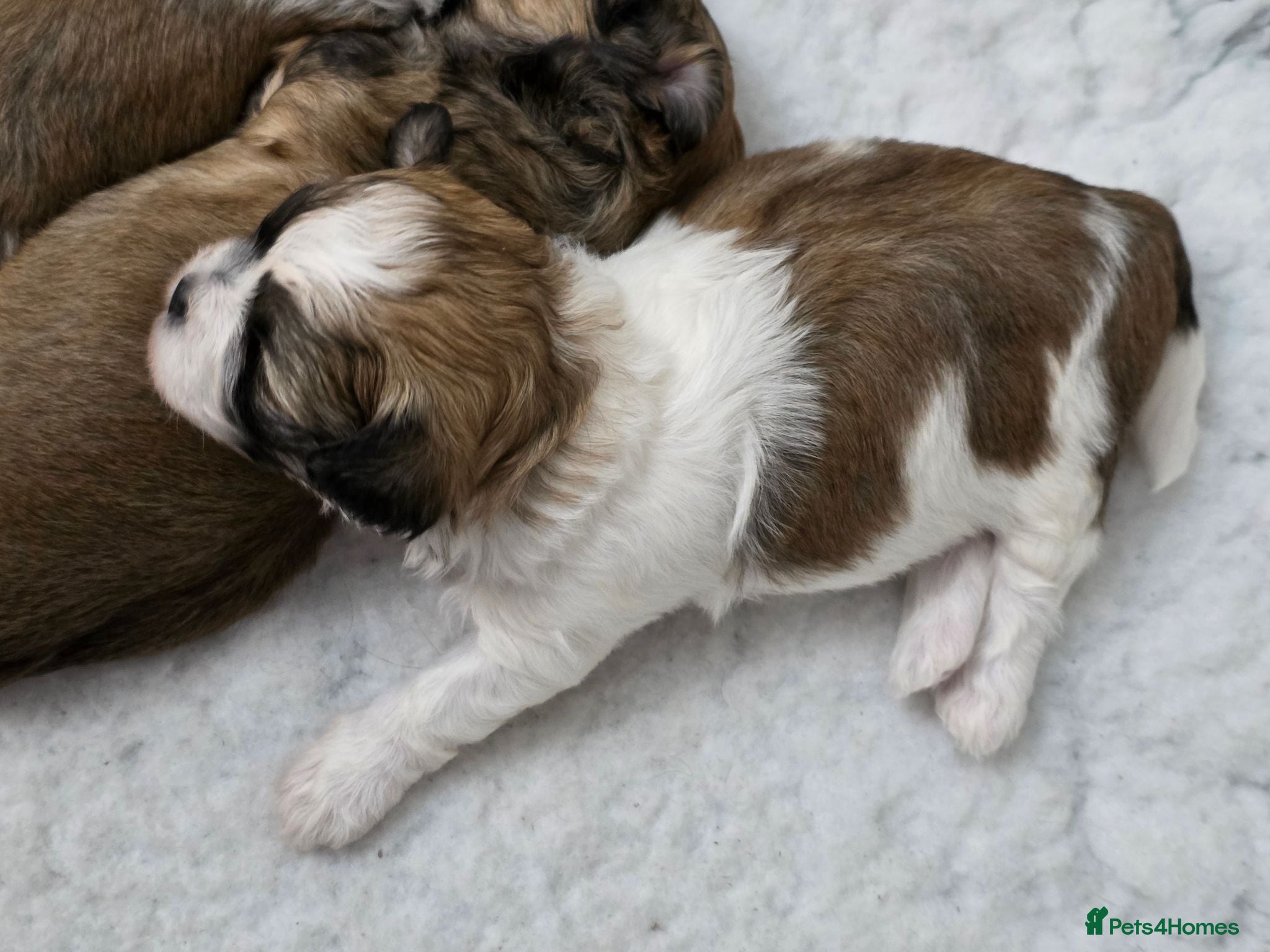 Zuchon dogs Gorgeous Shichon Puppies. Bichon Frise x Shih Tzu - Advert 2
