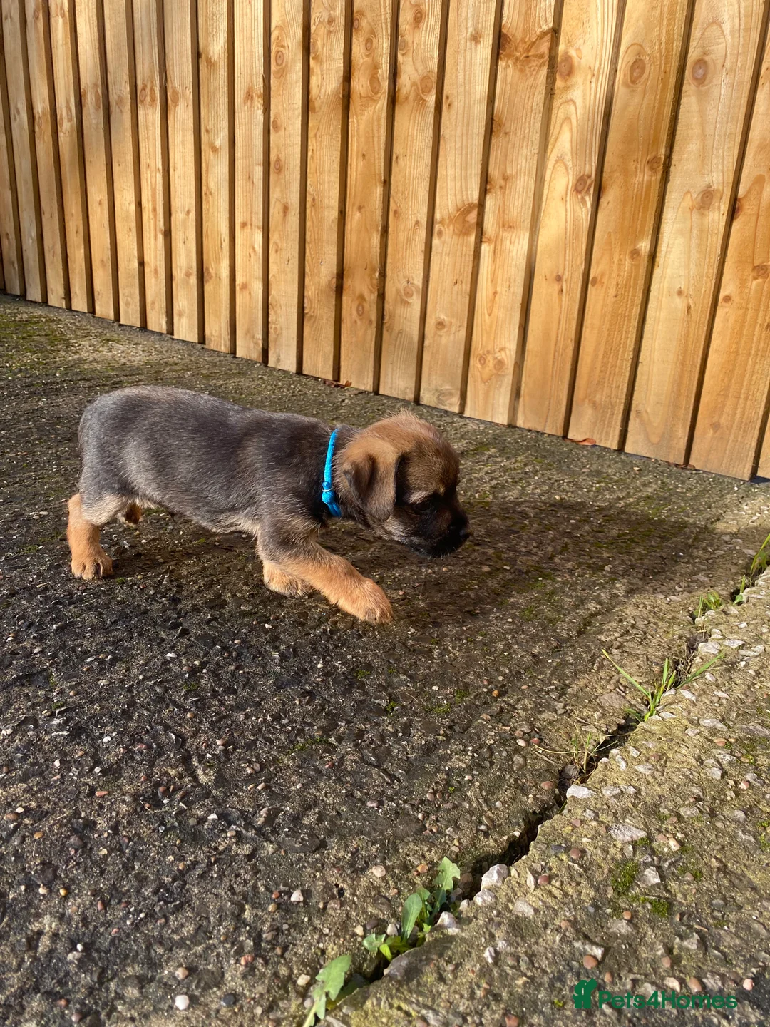 Border Terrier dogs for sale: ⭐️BORDER TERRIER PUPPIES  - Advert 19