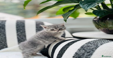 British Shorthair cats - Advert 6