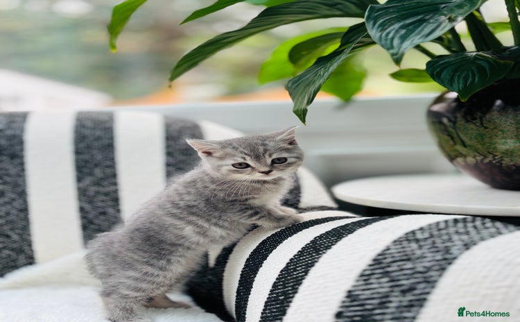 British Shorthair cats - Advert 5