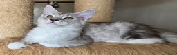 Maine Coon cats for sale: Ready now Silver with white Maine Coon kittens - Advert 32