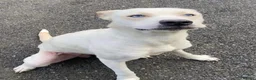 Mixed Breed dogs for adoption: Meet Daisy,currently residing in Hull in Hull - Advert 3