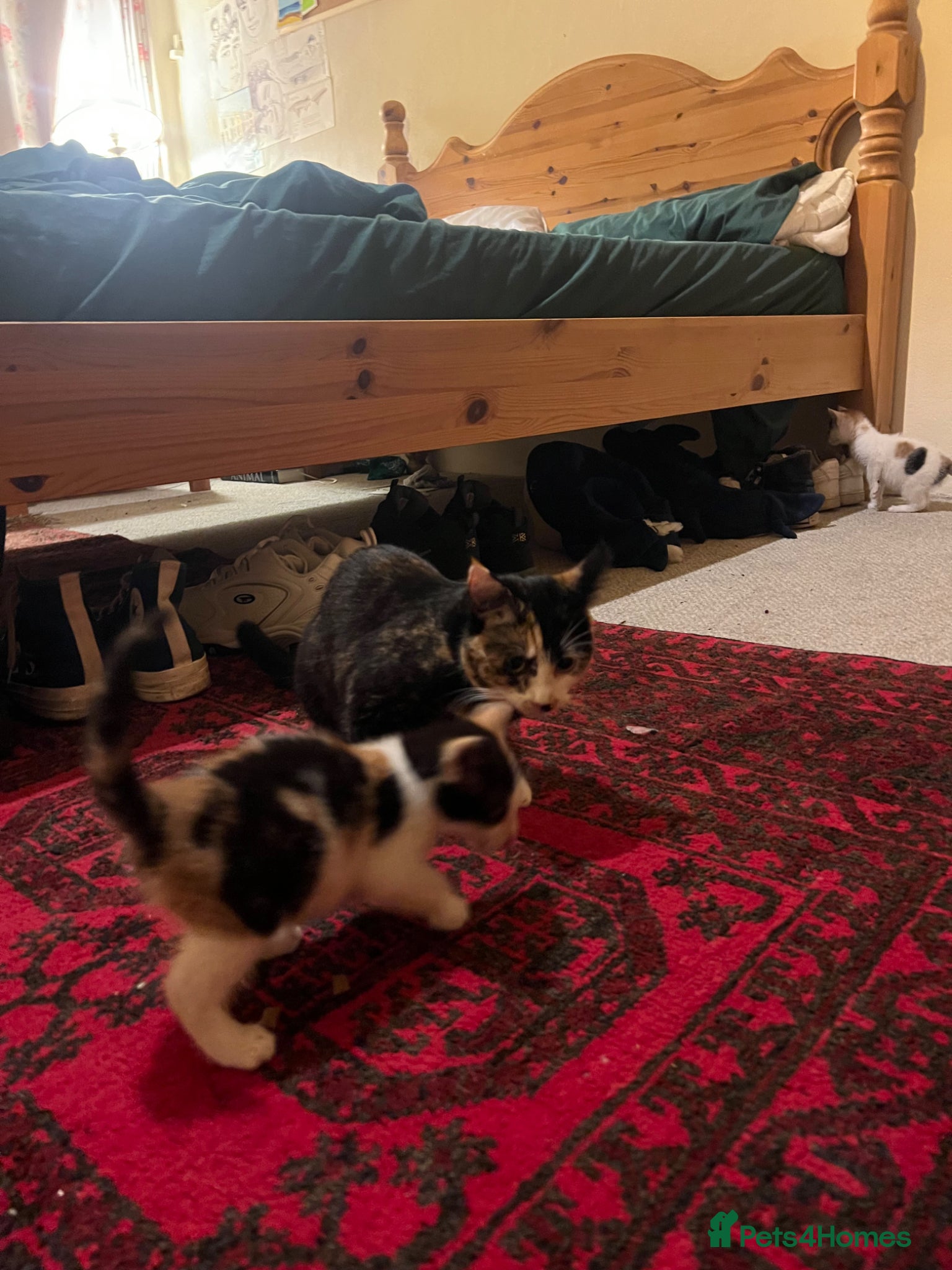 Mixed Breed cats for sale: Gorgeous Friendly Calico kittens - Advert 3