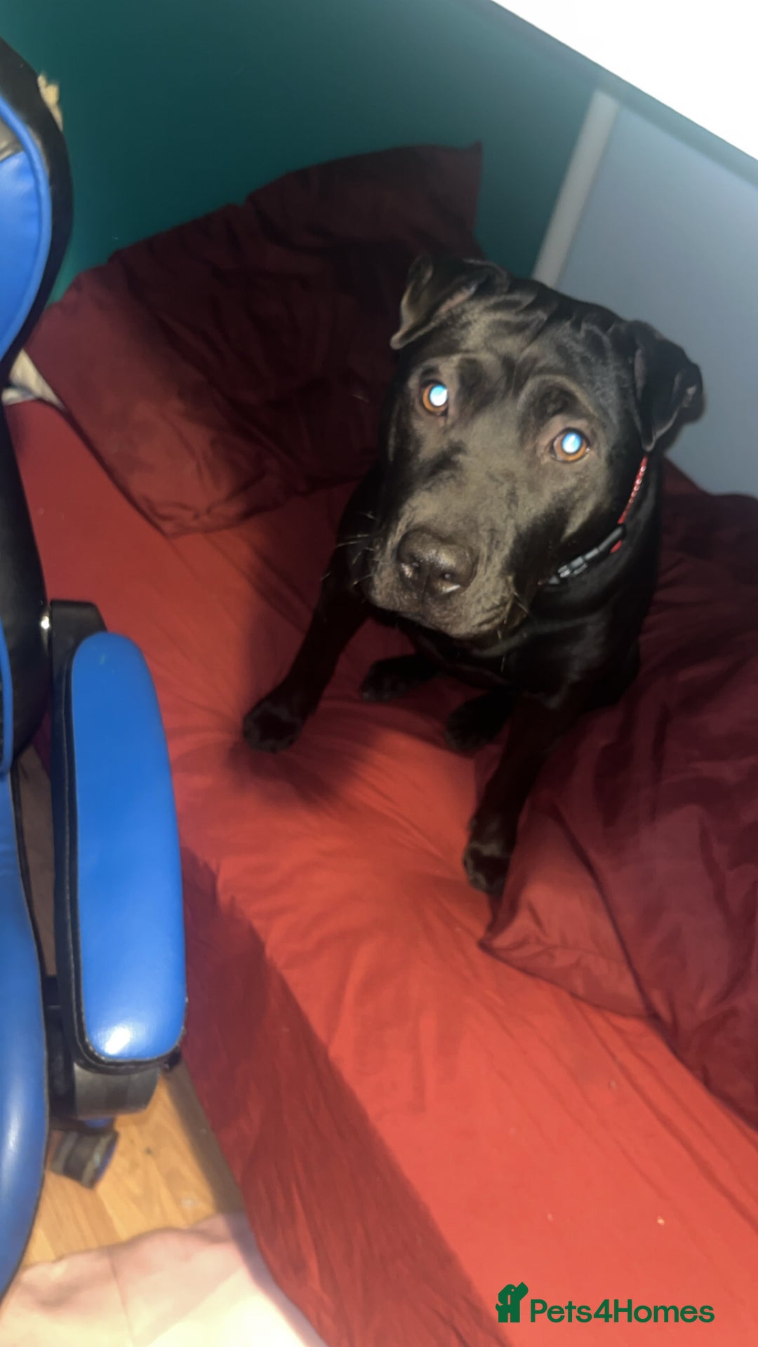 Mixed Breed dogs for sale: Urgent Rehome- Munchie - Advert 5