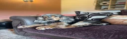 Cocker Spaniel dogs for sale: KC Registered Show Cocker Spaniels - Advert 5