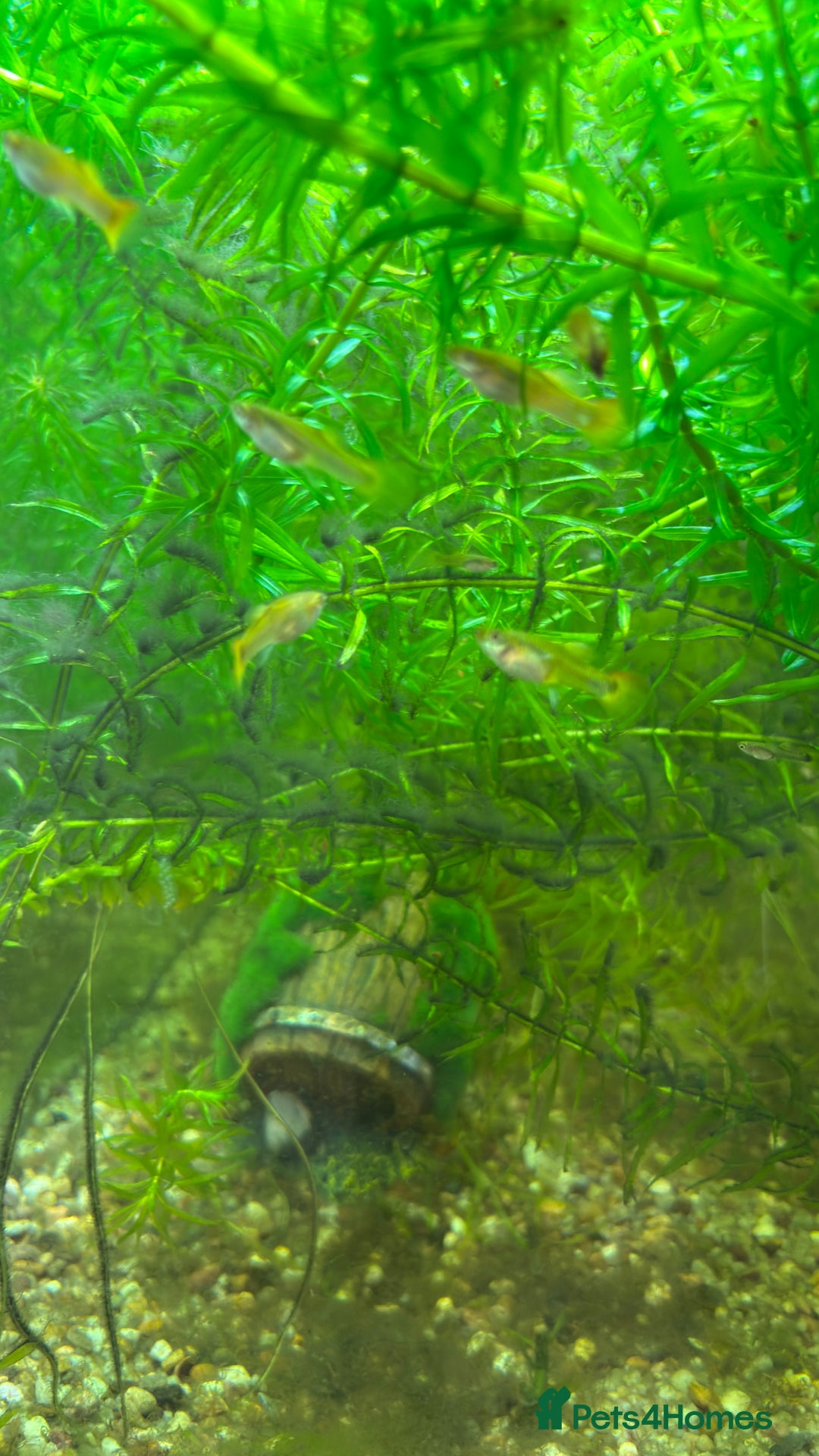 Live Bearers fish for sale: Guppies (Mixed gender and age) - Advert 2