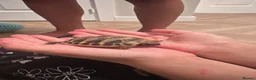Tortoise reptiles for sale: Hermann Tortoise  - Advert 6