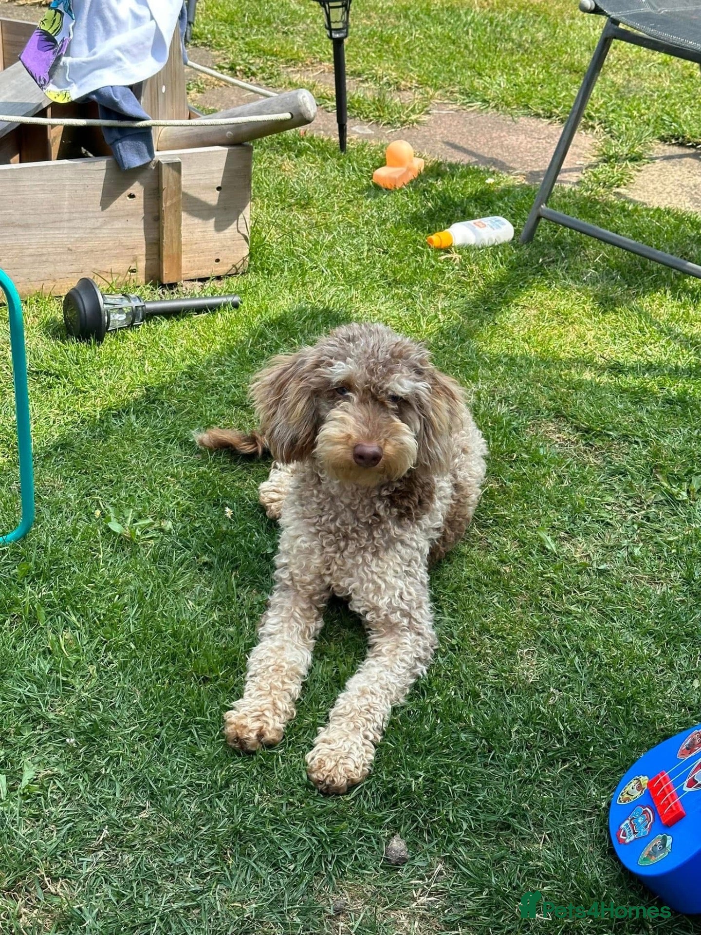 Cockapoo dogs for sale: F1 cockapoo - Advert 1