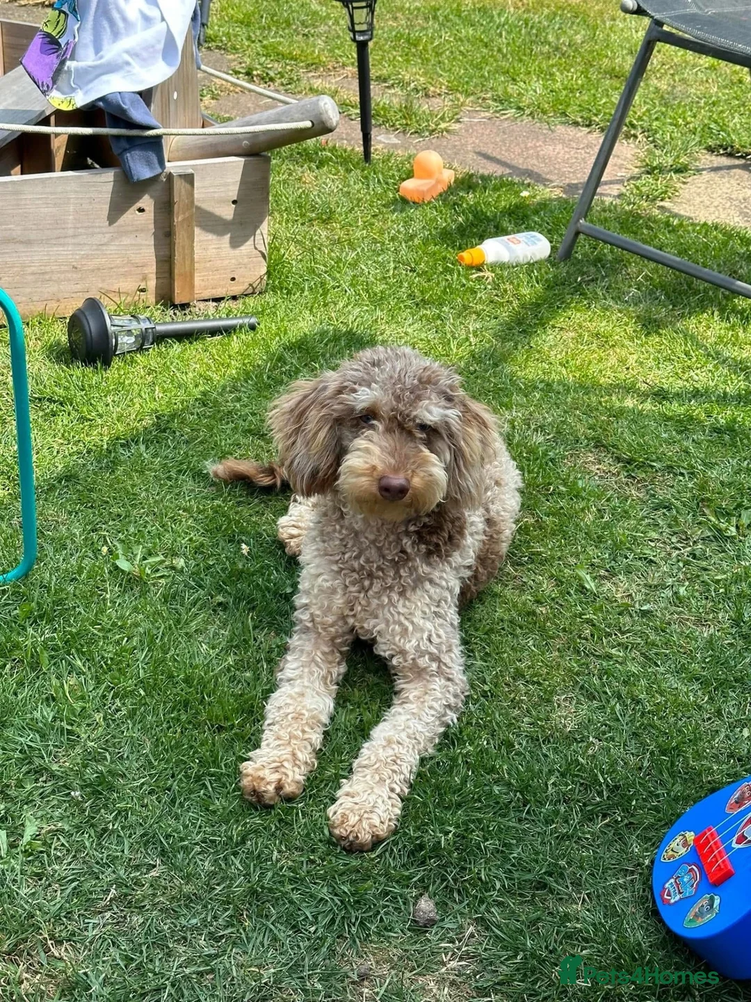 Cockapoo dogs for sale: F1 cockapoo - Advert 1