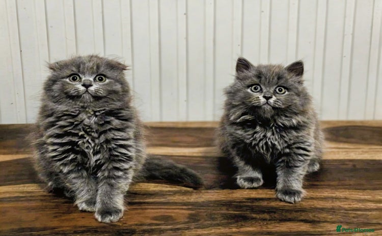 British Shorthair cats British shorthair  - Advert 1