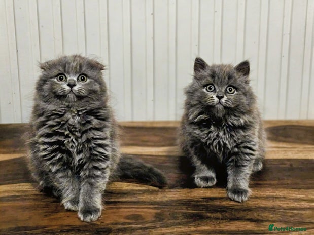 British Shorthair cats British shorthair - Advert 3