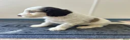Sproodle dogs for sale: Miniature springerdoodle - Advert 8