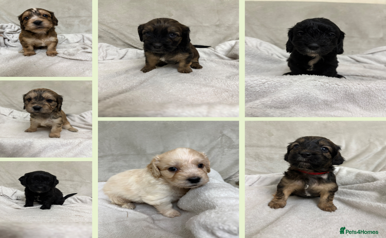 Mixed Breed dogs - Advert 5