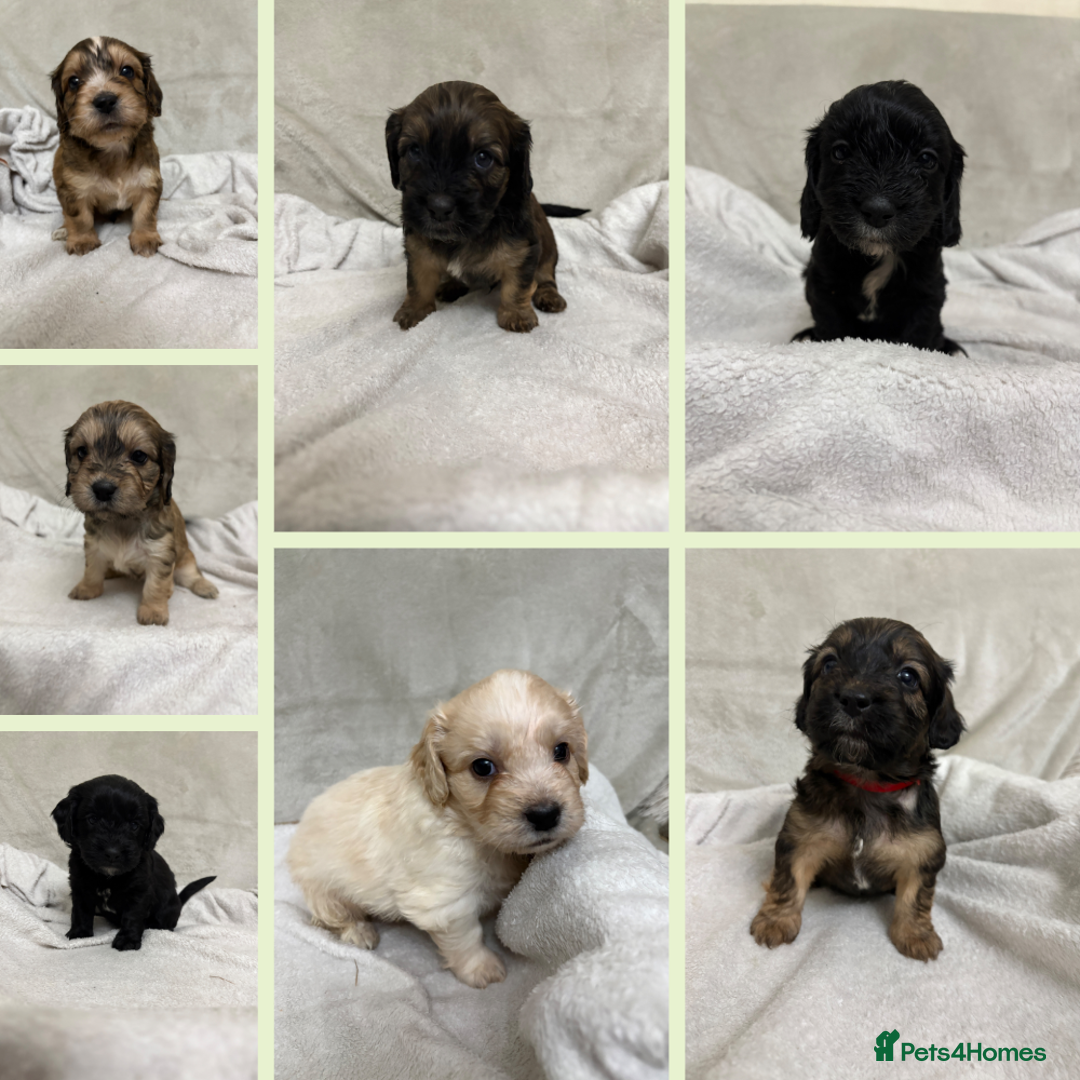 Mixed Breed dogs for sale: Adorable Cockerchons Fluffy, Low-Shed Wonders! - Image 1