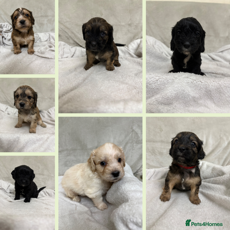 Mixed Breed dogs - Advert 2