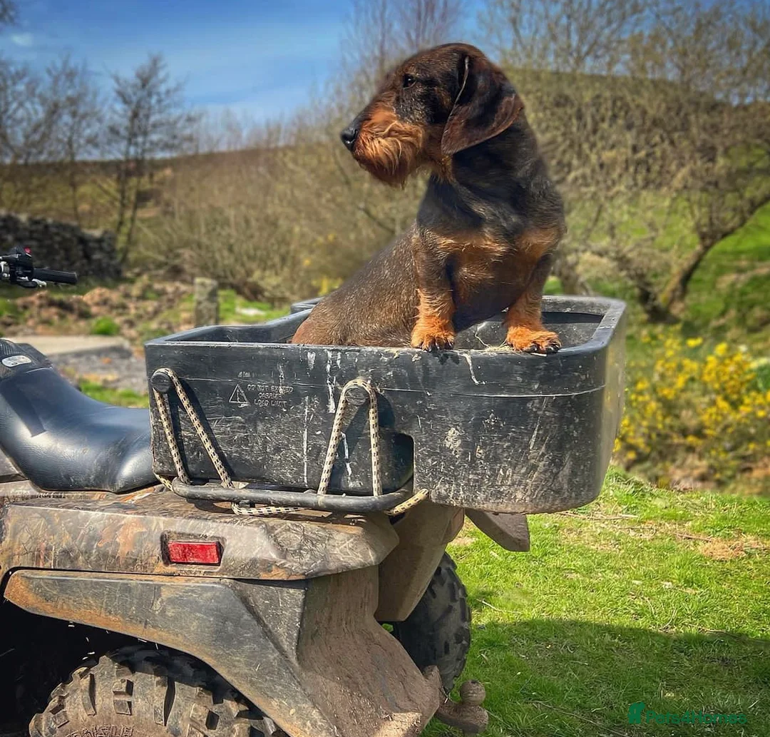Dachshund dogs for stud: CH health tested Teckel Stud  in Skipton - Advert 2
