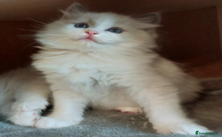 Ragdoll cats - Advert 4