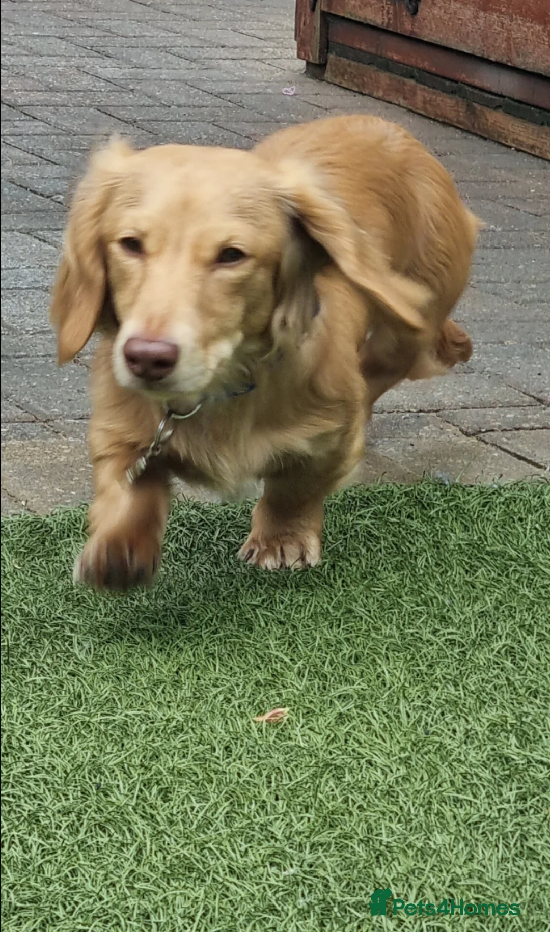 Miniature Dachshund dogs for stud: KING KOBE  CREAM LONG HAIR PROVEN  in Liverpool - Advert 7